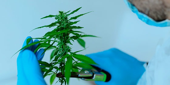 Autoklaven für Cannabis