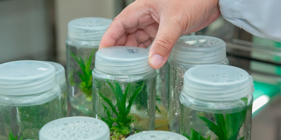 Plant tissue culture