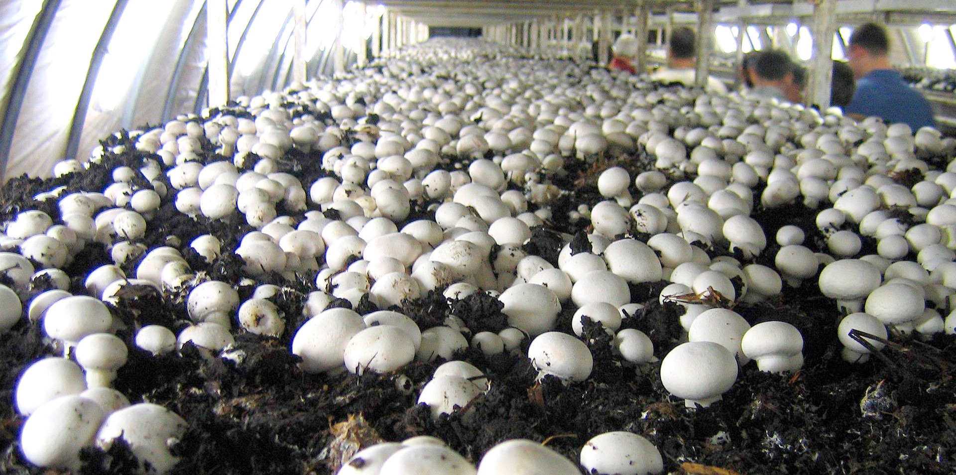 sterilization of mushroom substrates