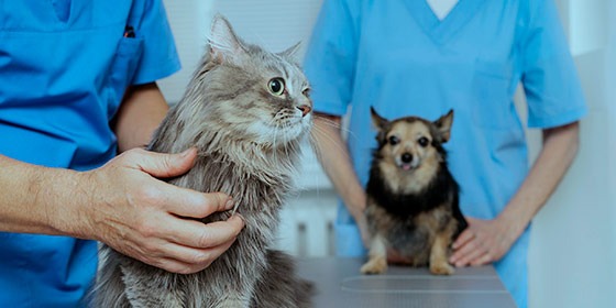 Autoclaves para veterinária