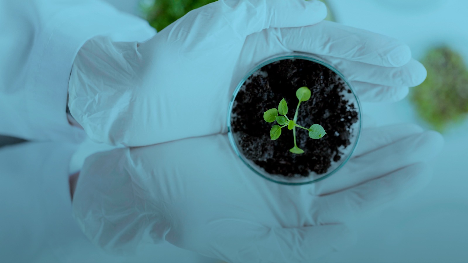 Autoclaves para agricultura y medio ambiente